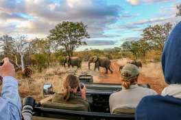 Elephants on greater kruger game drive 