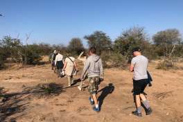 Greater kruger bush walk 