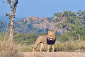Lion in greater kruger