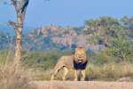 Lion in greater kruger 