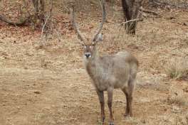 Waterbuck in greater kruger 
