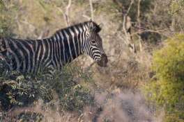 Zebra greater kruger 