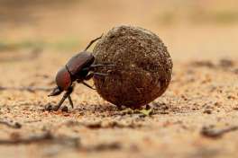 Dung beetle kruger area 