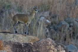 Klipspringer 