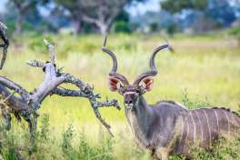 Kudu male in greater kruger 