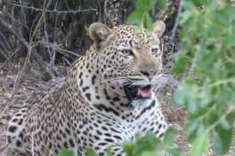 Leopard greater kruger 