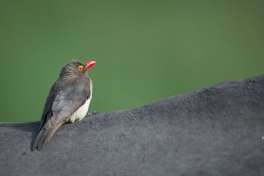 Red billed oxpecker 