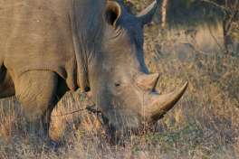 White rhino greater kruger 