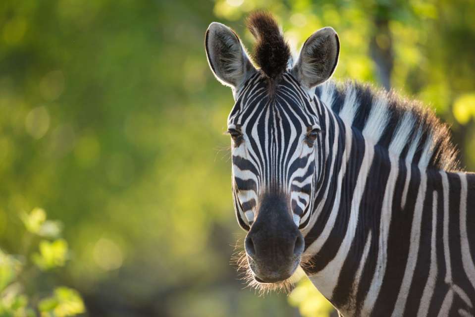 Zebra greater kruger