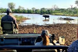 Buffalo Bull in Dam on Game Drive 