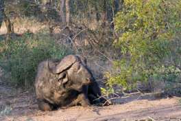 Buffalo bull greater kruger 