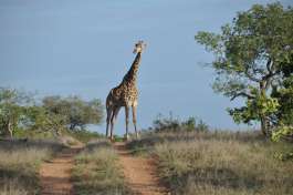 Giraffe in greater kruger 