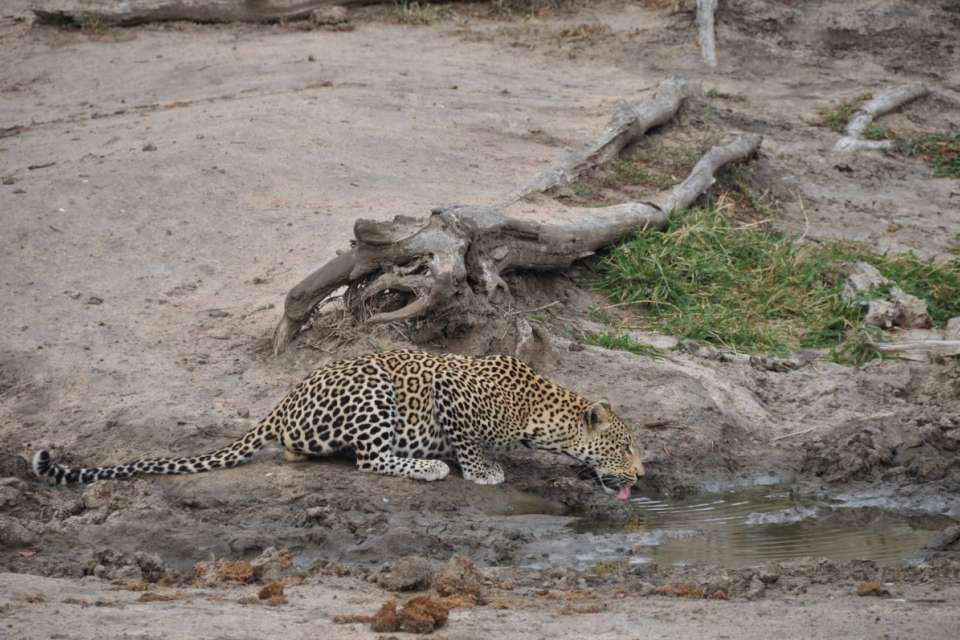 Leopard drinking greater kruger