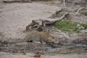 Leopard drinking greater kruger
