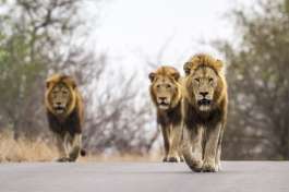 Lions on the prowl in kruger 