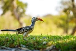Red billed hornbill 