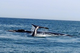Whales in Hermanus  by Lydia Pintscher