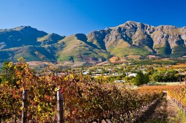 Stellenbosch vineyards  by John Hickey-Fry