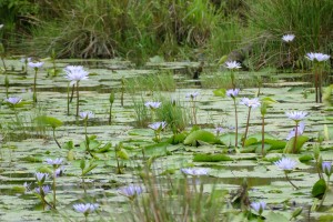 iSimangaliso Wetland Park by Bernard DUPONT