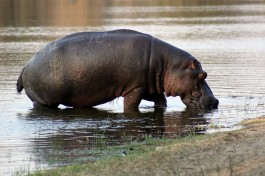 Hippo in Kruger  by Flowcomm
