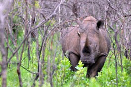 White Rhino, Hluhluwe iMfolozi Park  by Michael Jansen