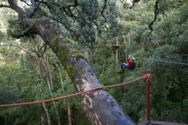 Garden Route Tour, canopy treetop tour  by South African Tourism
