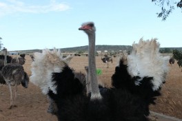South Africa Tour, Oudtshoorn ostriches 