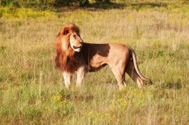 South Africa Safari lion in Addo 