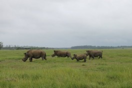 Rhinos, South Africa Safari 