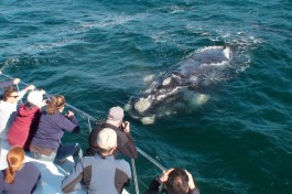 South Africa, Whale watching 