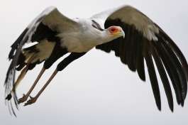 Secretary Bird, Kenya national park 