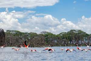 Lake Naivasha flamingoes, Kenya by Nina R