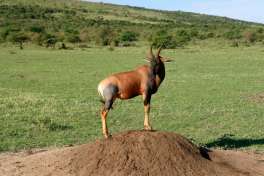 Kenya Safari, topi 