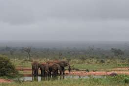 Elephant in Tsavo National Park of Kenya 