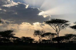 The Serengeti  by Marc Veraart