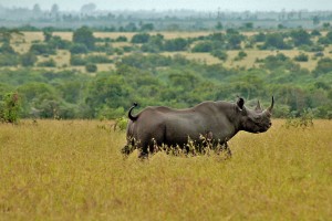 Black rhino in Ol Pejeta by Jeffrey Evans