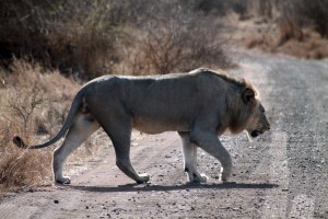 Lion on Kruger Safari by Flowcomm