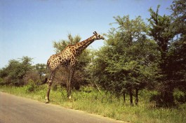 Kruger safari giraffe  by Chris Eason