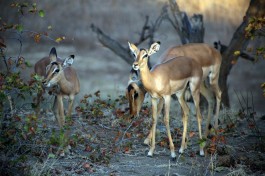 Kruger safari sighting  by Flowcomm