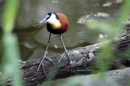 Birdlife in Kruger Park  by Flowcomm