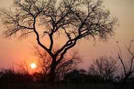 Africa safari sunset, Kruger  by Flowcomm