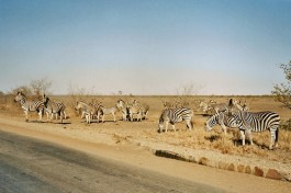 Zebra on Kruger Safari  by Gareth Williams
