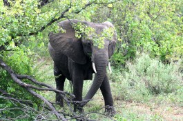 Elephant on Budget Kruger Safari  by Abspires40