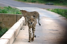 Kruger safari cheetahs  by Abspires40