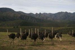 Ostrich Farm  by SA Tourism
