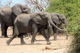 Elephants on Overland Tour 
