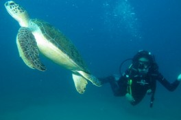 Diving, Mozambique Tour  by Derek Keats