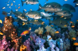 Mozambique Beach Tour, diving 