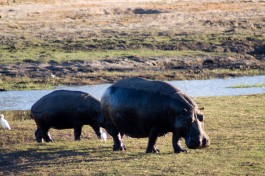 Botswana Safari, Chobe hippos  by Tim Copeland