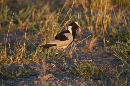 Birdlife in Savute, Botswana  by Brian Gratwicke
